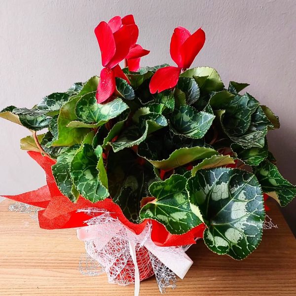 Özel Kırmızı Sıklamen