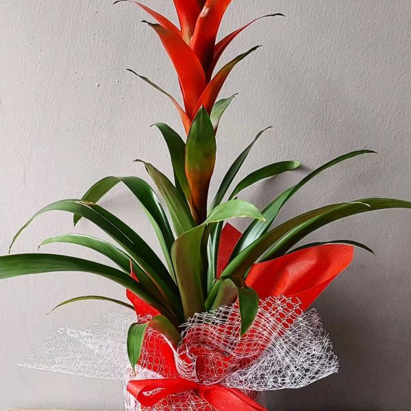 Guzmanya Saksı Çiçeği